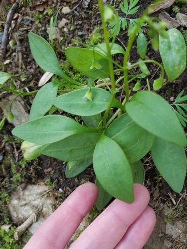 Carolina Springbeauty