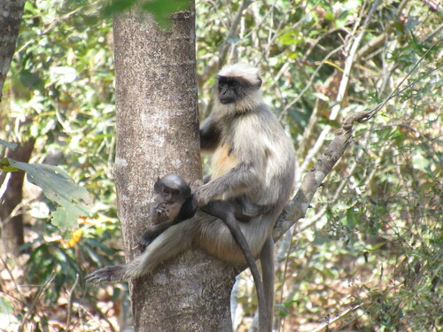 Black-footed Gray Langur