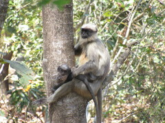 Black-Footed Gray Langur photo 4