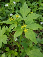 Ranunculus recurvatus