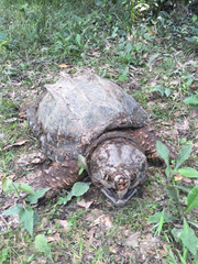 Macrochelys temminckii