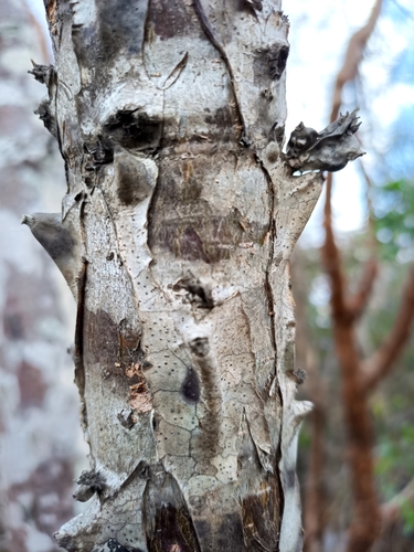 Beiselia mexicana, photograph 1