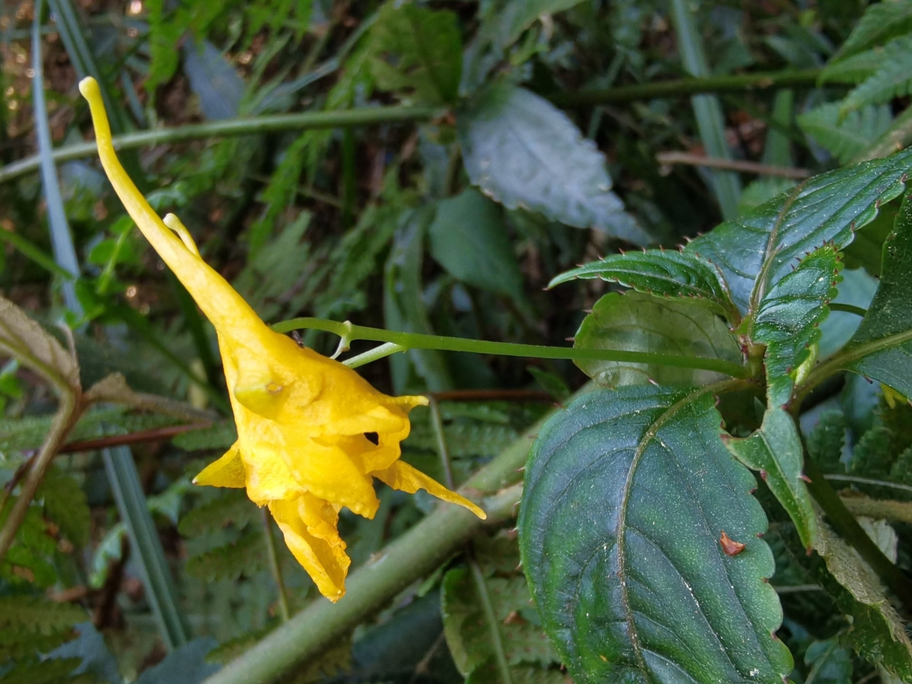 Impatiens luteola (Impatiens luteola)