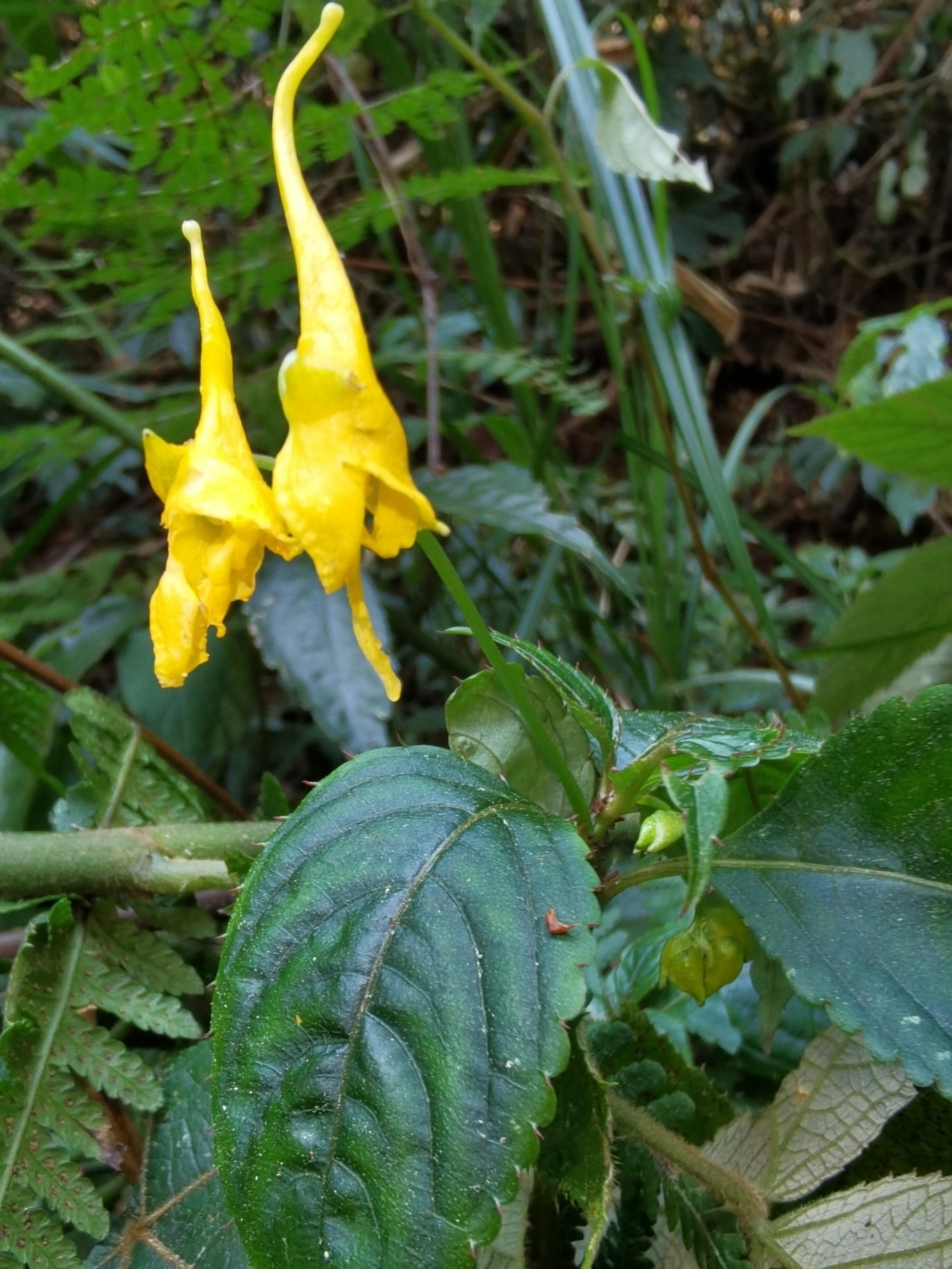 Impatiens luteola — ảnh 2