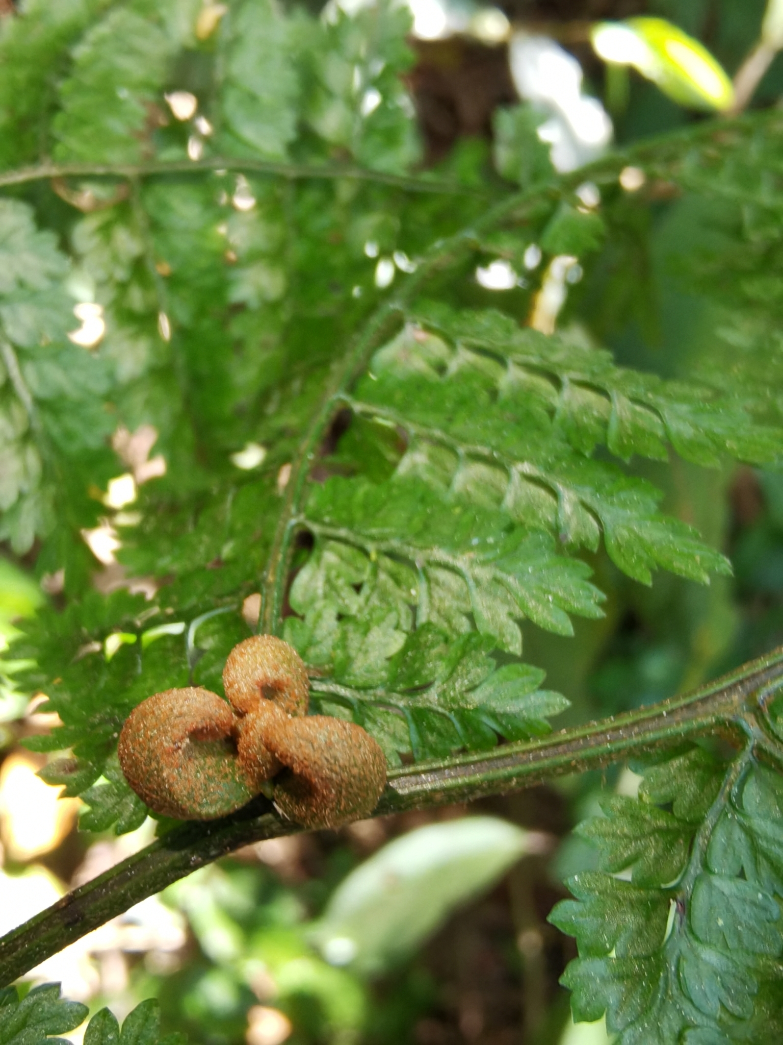 Monachosorum henryi (Monachosorum henryi)