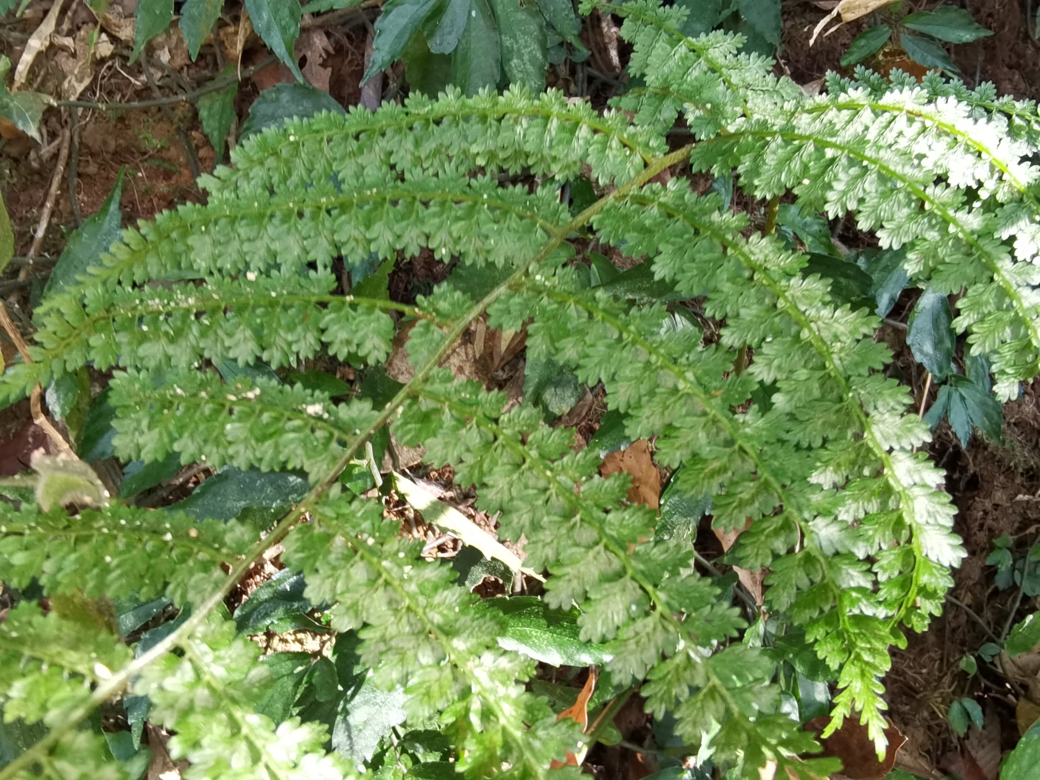 Monachosorum henryi — ảnh 2