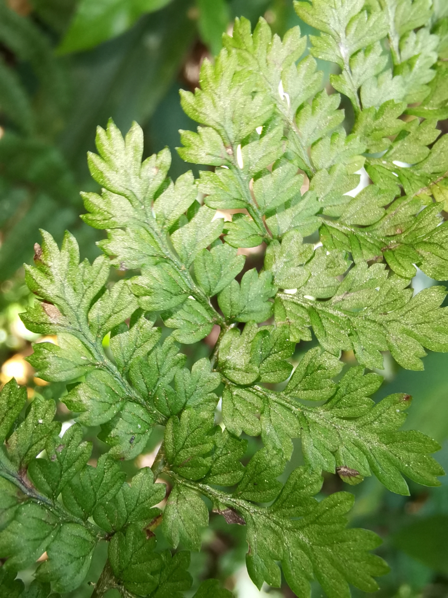 Monachosorum henryi — ảnh 3