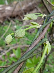 Aristolochia macrophylla