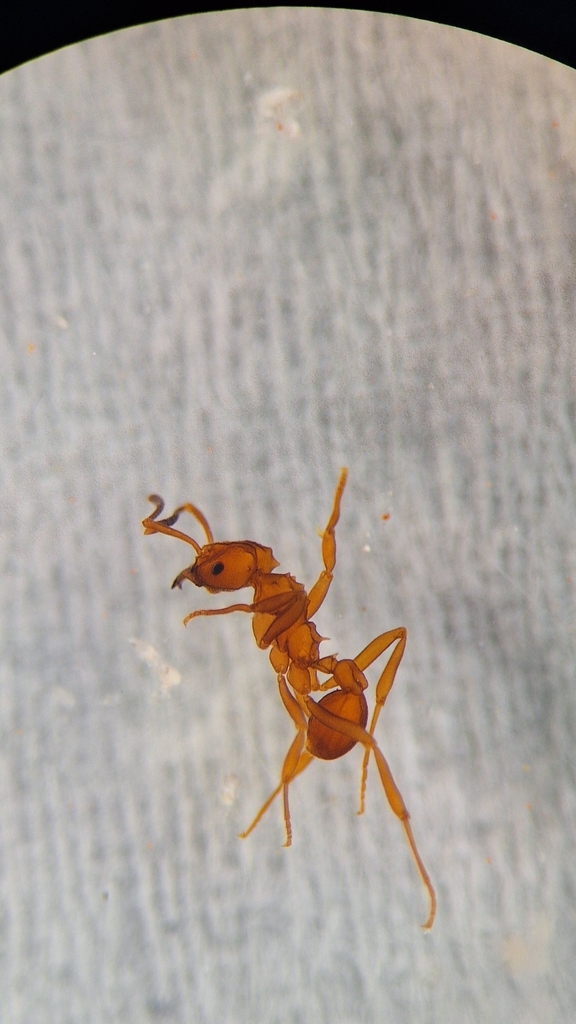 Mycetarotes
