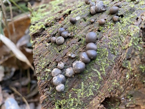 Lycogala epidendrum