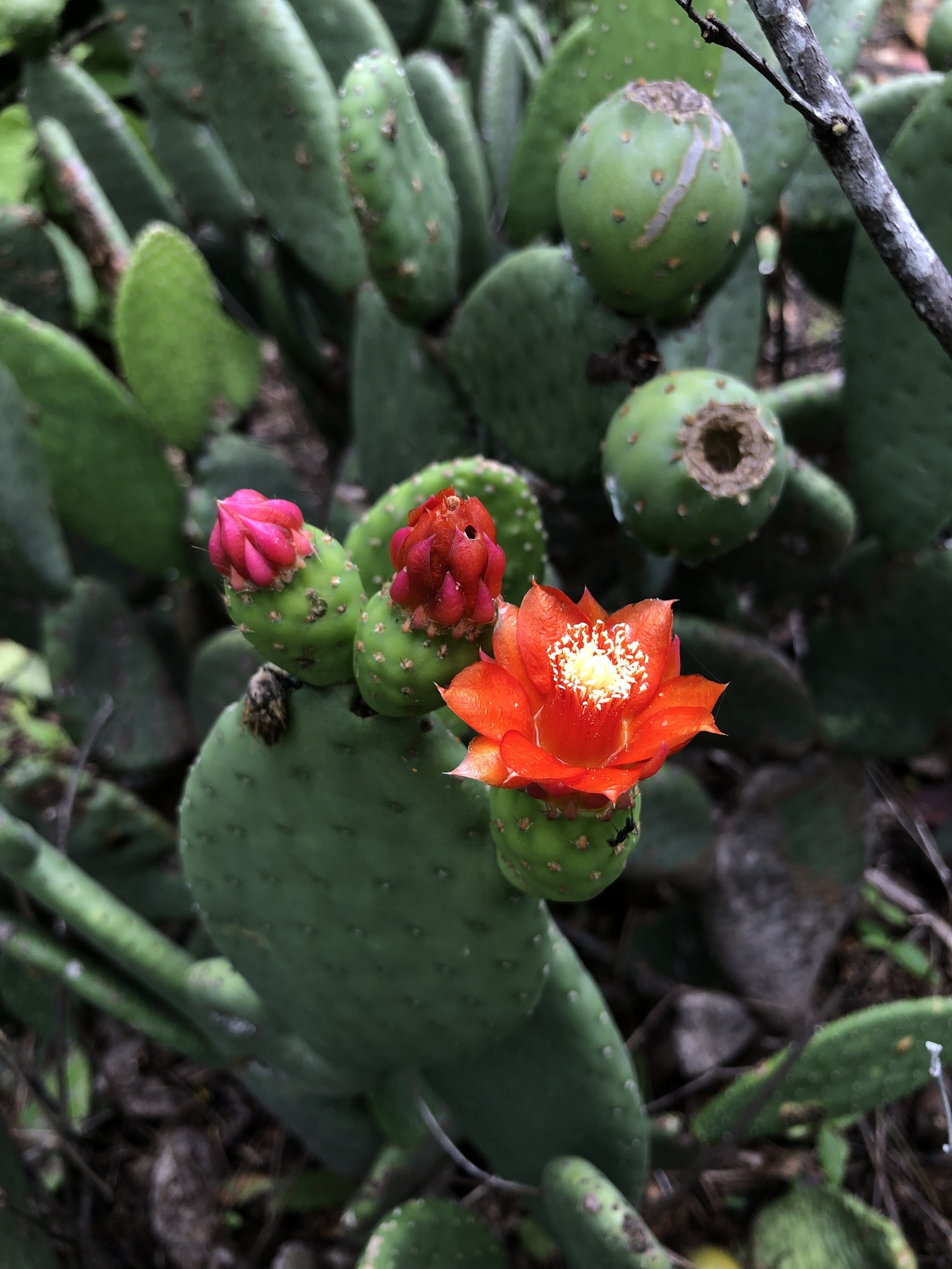 Tacinga inamoena