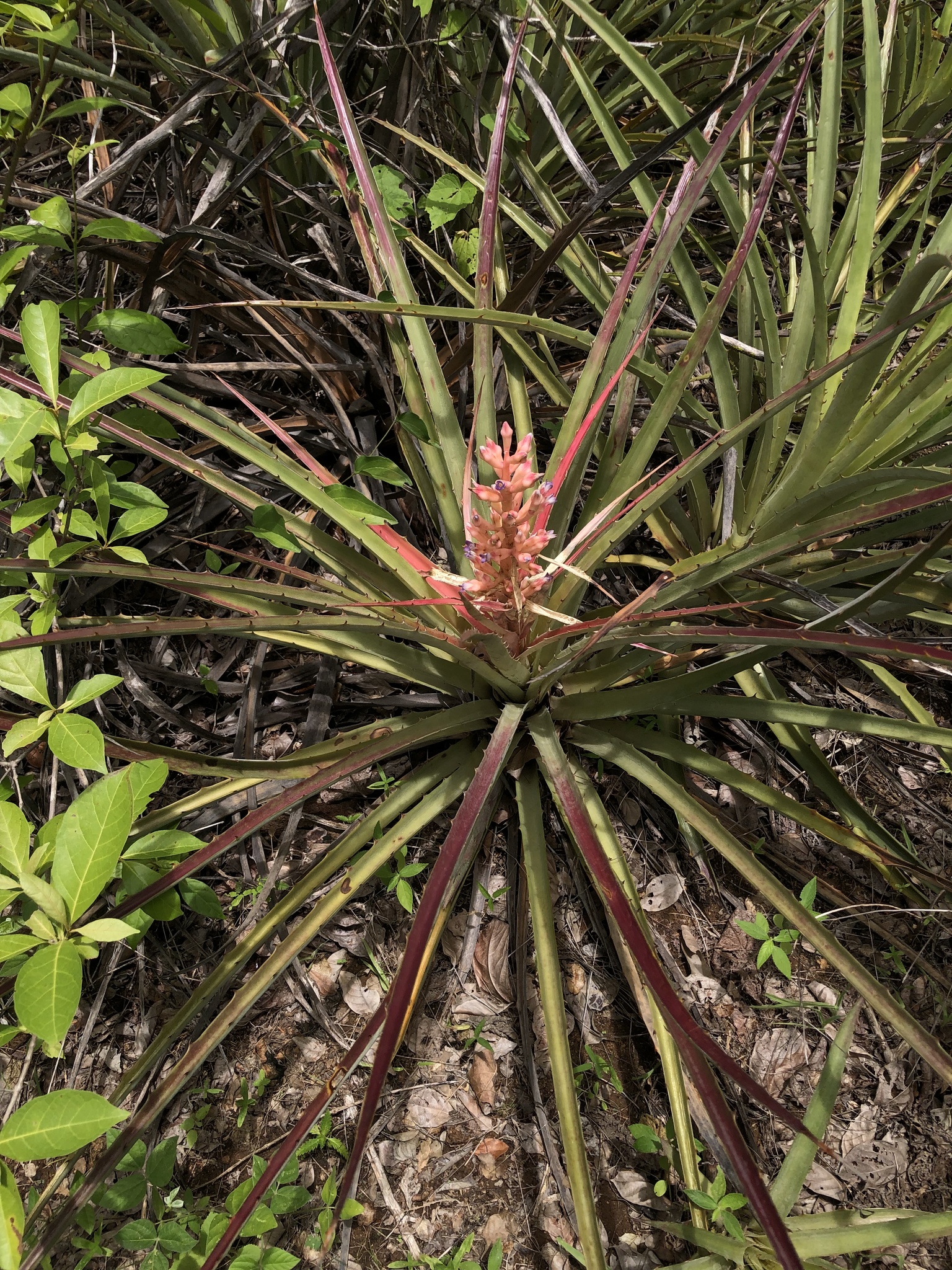 Bromelia arenaria