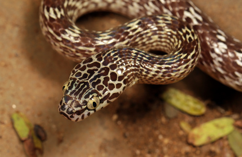 Cross-barred Snake, Dipsadoboa aulica