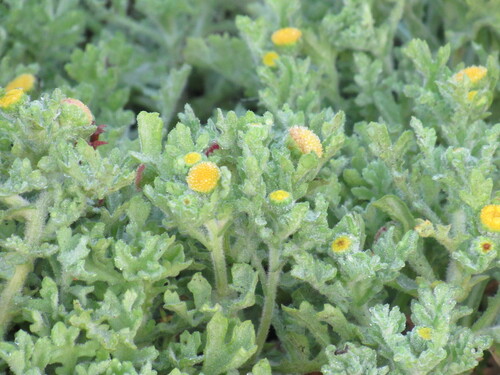 Image of Grangea maderaspatana by no rights reserved