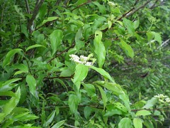 Cornus foemina
