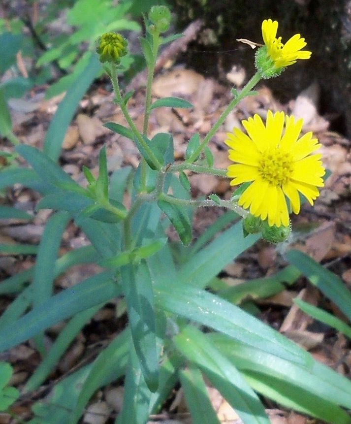 Anisocarpus madioides