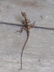 Anolis schiedii