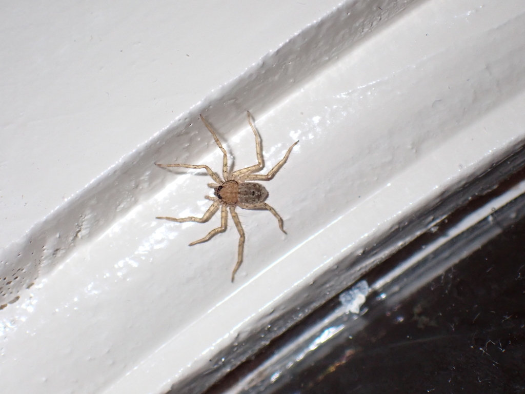 Crescent-eyed Spiders from Ocho Rios, Jamaica on February 23, 2024 at ...