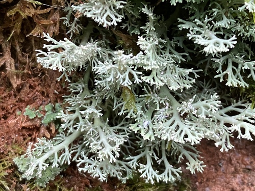 Bunodophoron melanocarpum