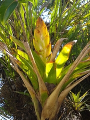 Tillandsia multicaulis