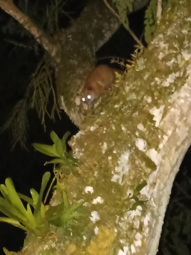 Brown-eared Woolly Opossum