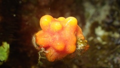 Pyura gibbosa