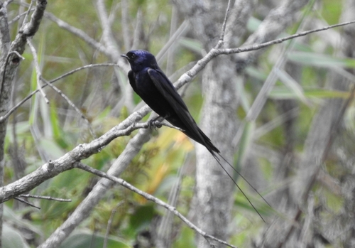 Blue Swallow (Hirundo atrocaerulea)