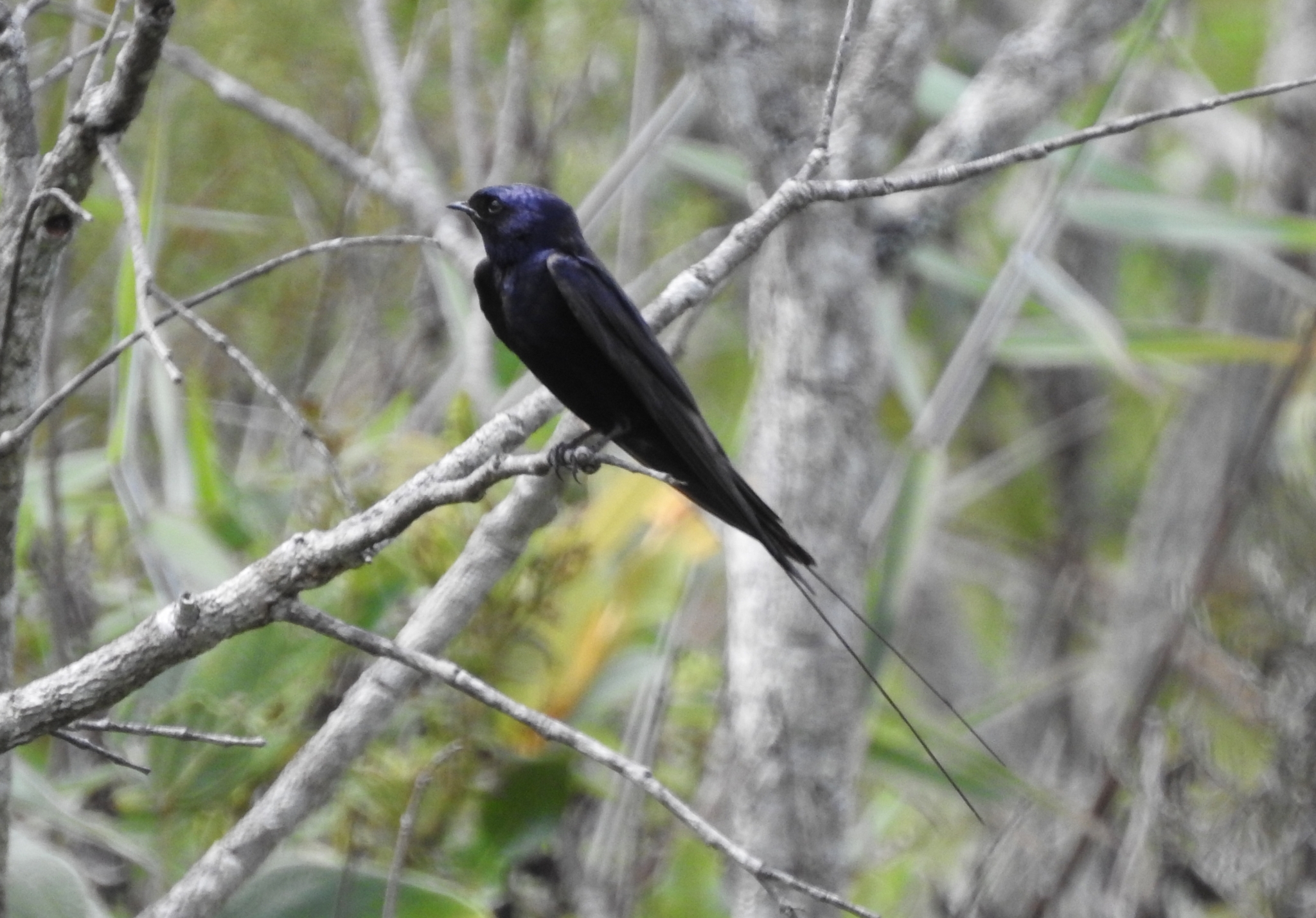 Blue Swallow (Hirundo atrocaerulea), photo 1