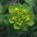Sun Spurge - Photo (c) Roland Godon, some rights reserved (CC BY), uploaded by Roland Godon