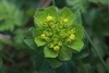 Sun Spurge - Photo (c) Roland Godon, some rights reserved (CC BY), uploaded by Roland Godon