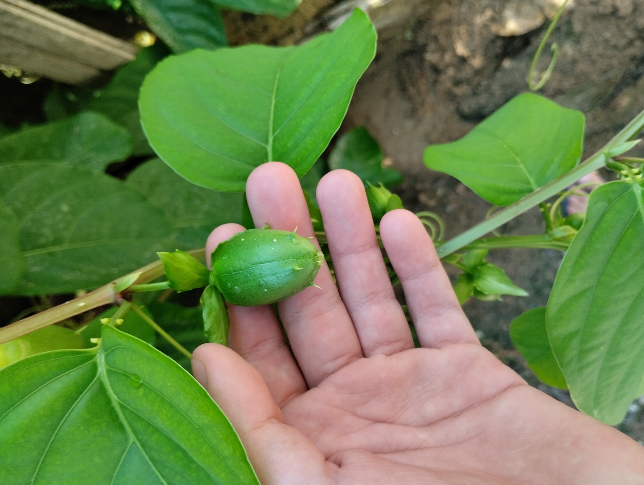 Imagem de Maracujá-Doce