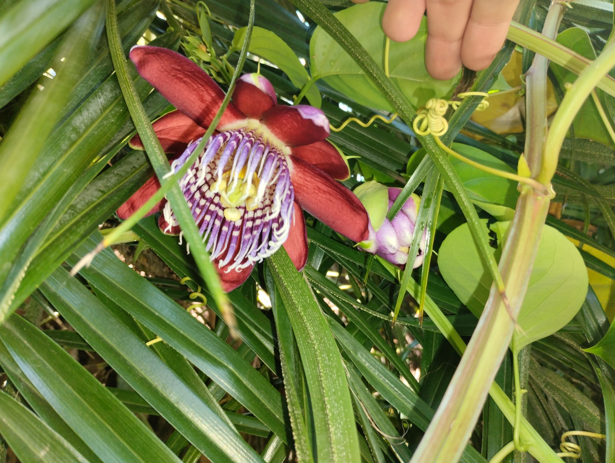 Imagem de Maracujá-Doce