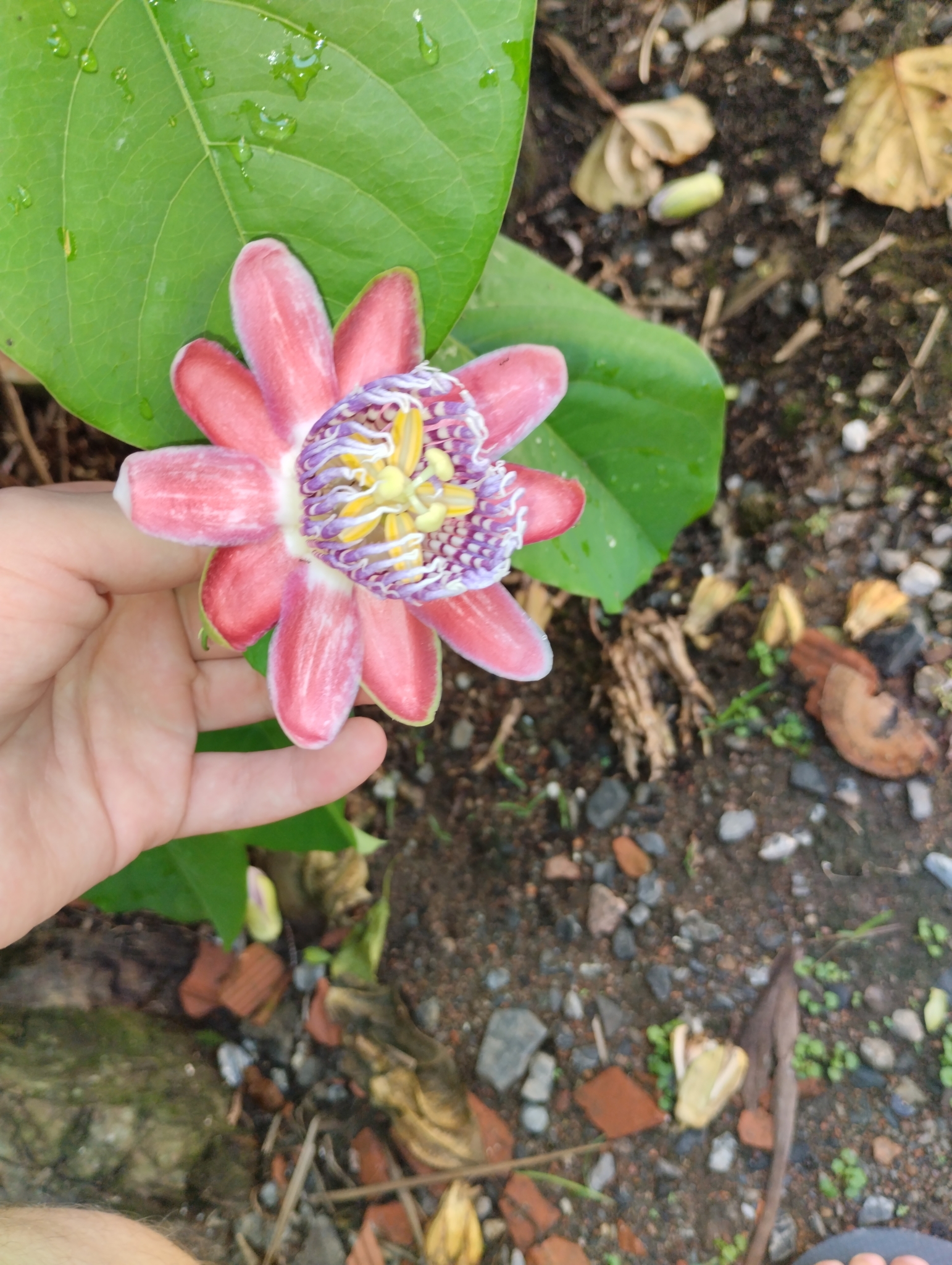 Imagem de Maracujá-Doce