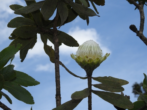 Image of Protea gaguedi by (c) Ryan van Huyssteen, some rights reserved (CC BY)