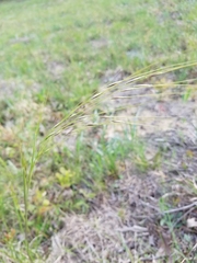 Piptochaetium avenaceum