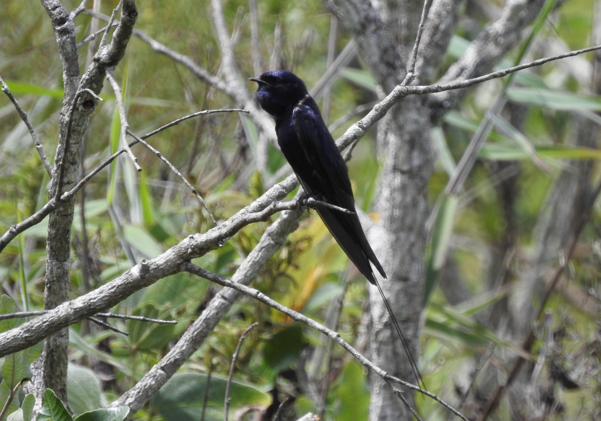 Blue Swallow (Hirundo atrocaerulea), photo 2