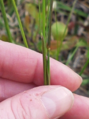 Piptochaetium avenaceum