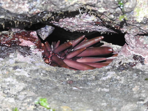 Slate Pencil Urchin