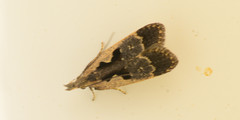 Dichomeris setosella