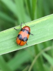 Physosmaragdina nigrifrons