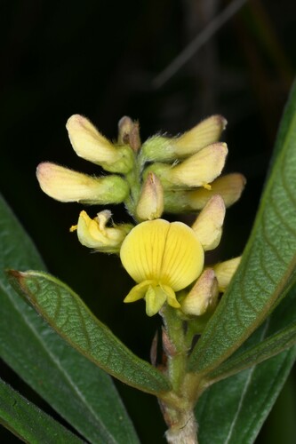 Eriosema violaceum
