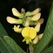 Eriosema violaceum - Photo 由 Robin Heymans 所上傳的 (c) Robin Heymans，保留部份權利CC BY-NC