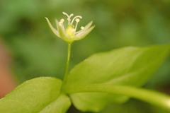 Stellaria crispa