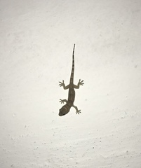 Hemidactylus mabouia