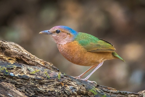 Brève à dos bleu (Hydrornis soror)