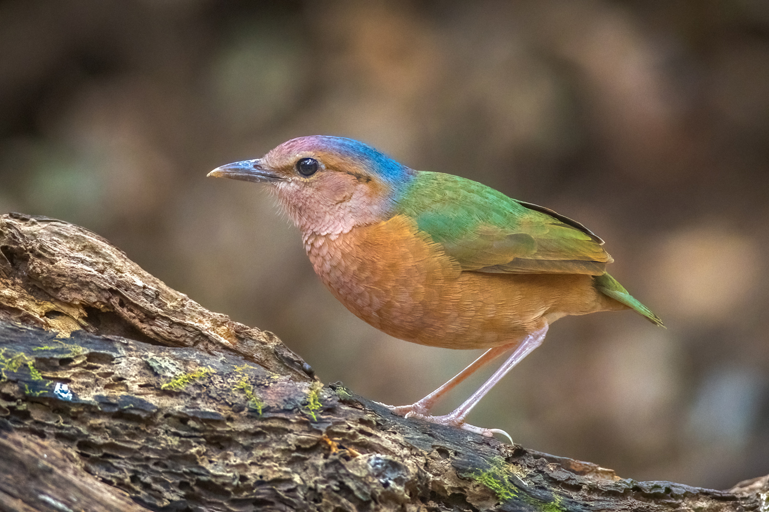 Blue-rumped Pitta illustration