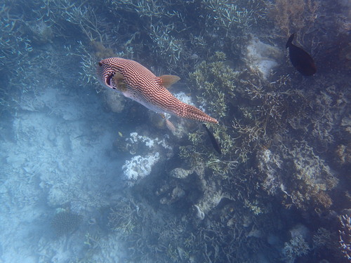 Multilined Puffer — seen at this dive site