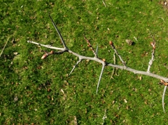 Crataegus mollis