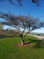 Crataegus mollis