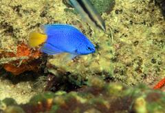 Similar Damsel photo 3